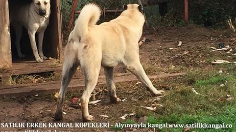 Damızlık dişi Kangallar 2017 Damızlık kangal çiftliği dişiler