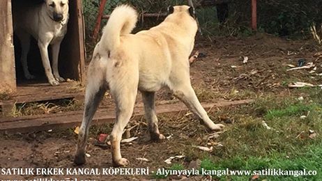 Damızlık kangal çiftliği dişiler