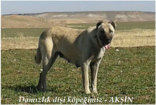 dişi kangal akşin kangal