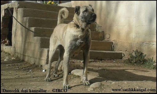 damızlık kangal dişi gırco