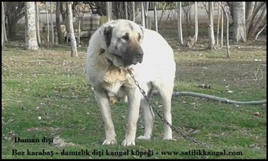 DAMIZLIK BEYAZ KANGAL KÖPEĞİ Beyaz dişi kangal