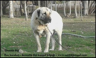 Beyaz dişi kangal