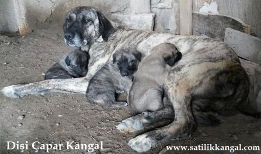 Dişi damızlık çapar kangal dişi çapar kangal