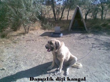 kangal çiftliği - damızlık dişi kangallar