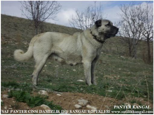 damızlık dişi köpekler panter kangallar