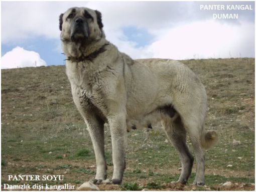 damızlık dişi kangal köpekleri panter soyu dişi kangallar