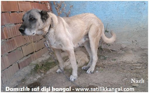 damızlık dişi kangallar kangal çiftliği nazlı dişi kangal