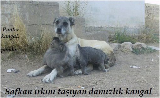  dişi kangal ve yavruları