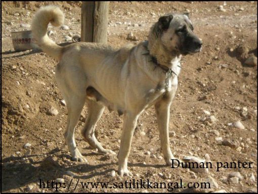 dişi kangal köpekleri PANTER SOYU KANGALLAR