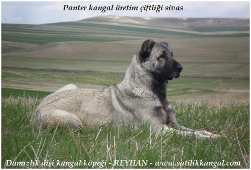 damızlık dişi kangal köpekleri dişi kangal reyhan