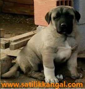 satılık kangal yavrusu hunkar satılık kangal yavrusu hunkar