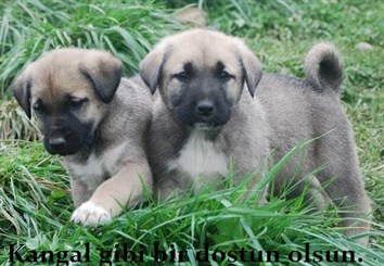 Satılık yavru kangal al 