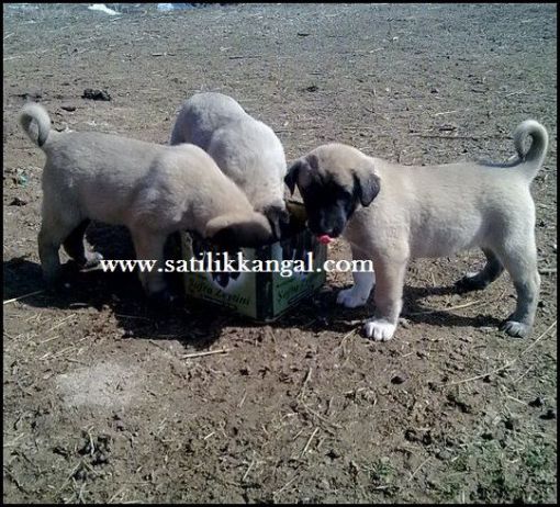 Yavru kangal köpek satışları