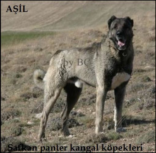  aşil kangal