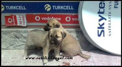 Gerçek kangal satışı 