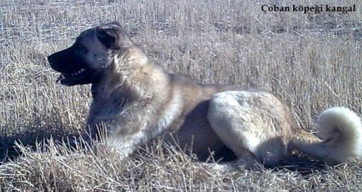 Çoban köpekleri sivas