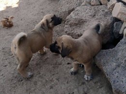 karabaş kangal köpek yavrusu