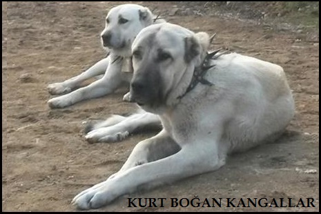 kurtçul kangal 