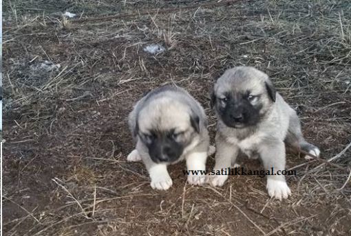 Yavru köpek satış