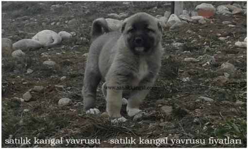  simit kuyruk kangal yavruları