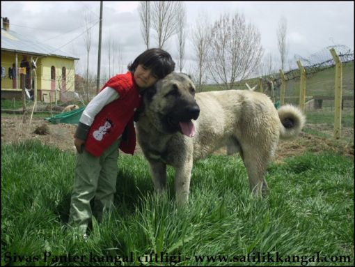  bit tutkudur kangal