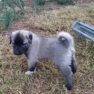 Kangal köpeği yavrusu ilanları 2019