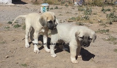 Kangal yavrusu satılık 