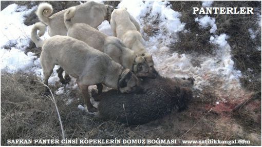  domuz boğan kangal köpekleri