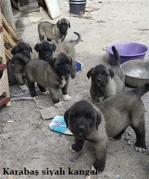 Yurt dışına yavru köpek götürme 