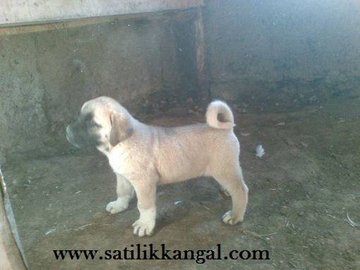 Kangal yavru fiyatları