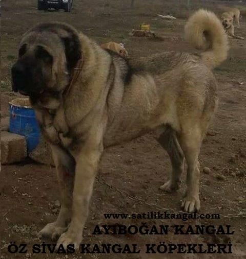 Ayıboğan kangal köpeği