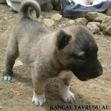 kangal yavrusu satın al