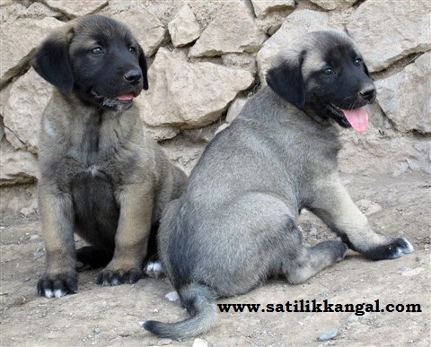 kangal yavrusu satışları