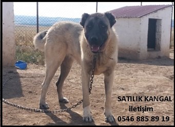 Satılık yetişkin kangal köpeği satılık