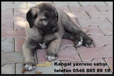 Kangal yavrusu satışı iletişim 0546 885 89 19 