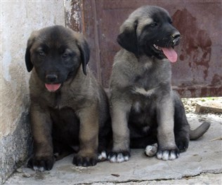 kangal köpeği yavrusu 