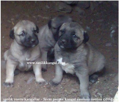 kangal yavruları satılık