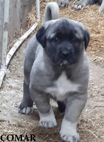 kangal köpeği fiyatları 2018 