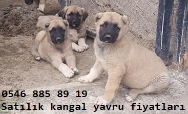 Kangal yavrusu bakımı beslenmesi 