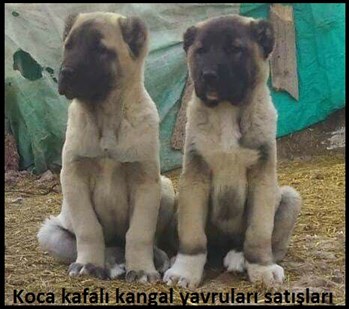 DİŞİ ERKEK KANGAL YAVRUSU