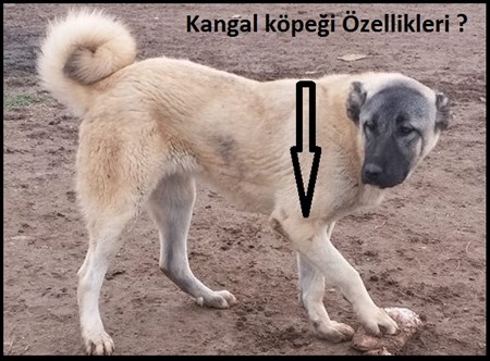 Kangal köpeği özellikleri