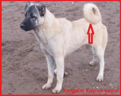 Kangal özellikleri ve kuyruk yapısı