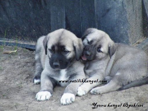 Kangal yavru satışı ve fiyatlar 