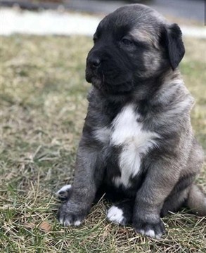 Karabaş kangal yavrusu özellikleri ve fiyatları 