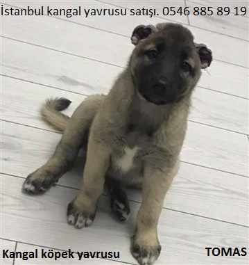 Kangal yavrusu satışı istanbul