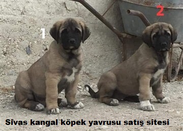 Sivas Yavru Kangal Kopek Yavrusu Uretim Ciftligi