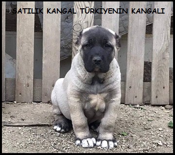 Türkiye kangal yavrusu satışı 