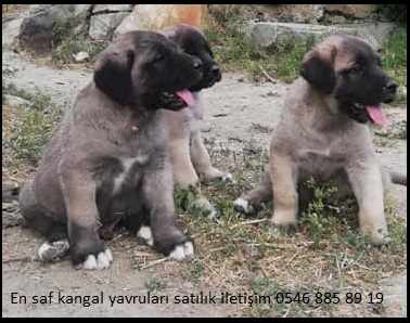 ücretsiz kangal yavrusu satılık 