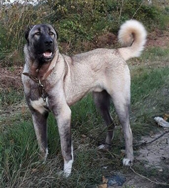 Yetişkin erkek dev kangal köpeği satılık