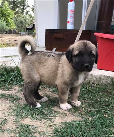 Erkek satılık yavru köpek kangal